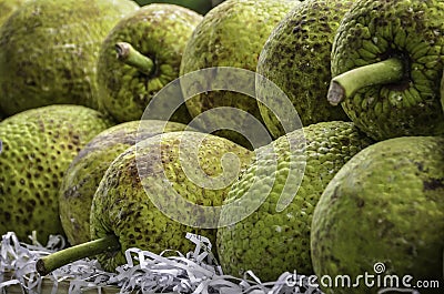 Jamaican breadfruit Stock Photo