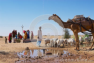 Camel and sheep drink water from a road side pond in the Thar desert in Jamba, India. Editorial Stock Photo