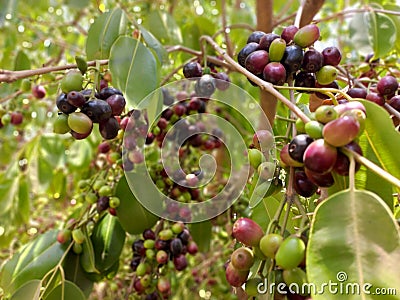 JAMBOLAN PLUM, Jamun Fruit, Syzygium cumini, Black Plum, Java Plum, Black Berry Fruit Garden Stock Photo