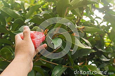 A hand picking Jambu Guava off a tree Stock Photo