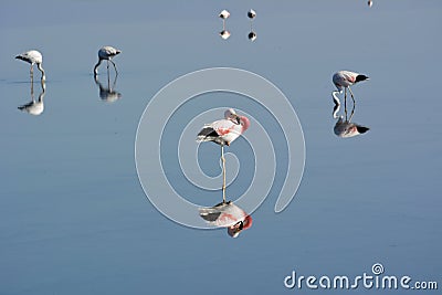 James' flamingo Stock Photo