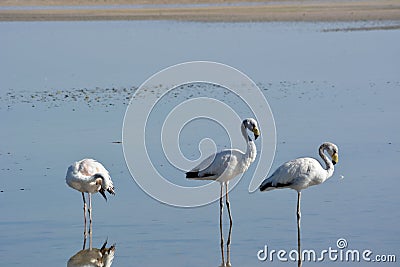 James' flamingo Stock Photo