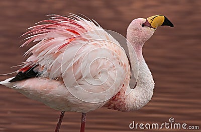 James Flamingo at Laguna Colorada Bolivia Stock Photo