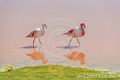 James Flamingo, Laguna Colorada, Uyuni, Bolivia Stock Photo