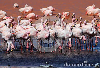 James flamingos, southern Bolivia Stock Photo