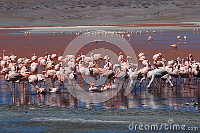 James flamingos, southern Bolivia Stock Photo