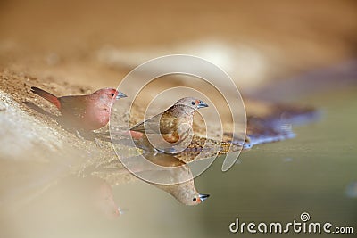 Jameson Firefinch in Kruger National park, South Africa Stock Photo