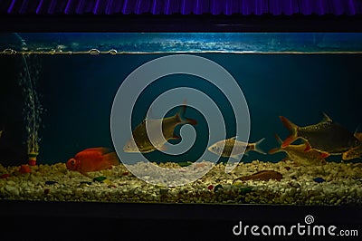 Aquarium Fish tank as hobby mira road near mumbai Stock Photo