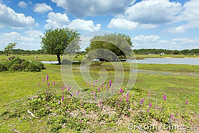 Janes Moor lake New Forest Hampshire England UK popular tourist location Stock Photo