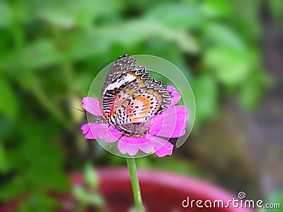 Janice the Butterfly Has a Stopover at Purple Flower Airport Stock Photo