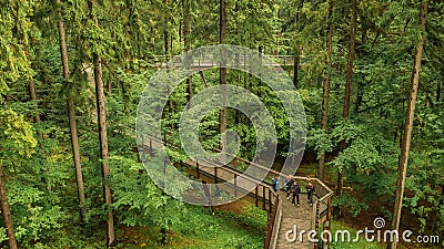 Summer walk on path through tree top walk in KrkonoÅ¡e National Park in Czech republic. Editorial Stock Photo