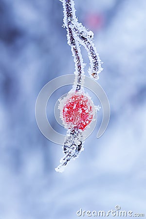 January beautiful juicy red rosehip berry hanging in winter garden covered with white fluffy snowflakes Stock Photo