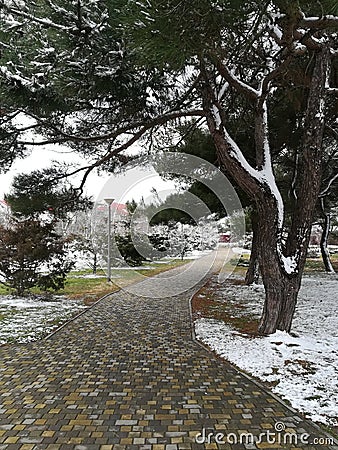 January snow-covered park: pine tree and path. Stock Photo