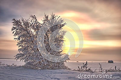 January sun Stock Photo