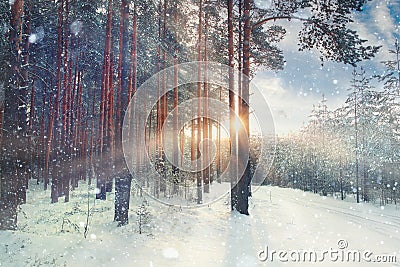 January winter landscape in forest Stock Photo