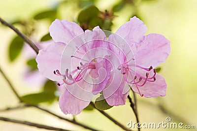 Japan barberry flower Stock Photo