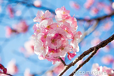 Cherry blossomu Japan Stock Photo