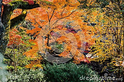 Japan colorful forest in autumn Travel Asia Stock Photo