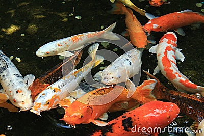 Japan Golden Fancy carps and koi fishes in the pond Stock Photo