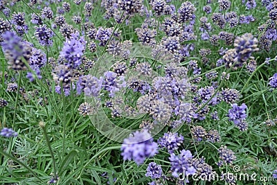 Japan Hokkaido Farm Lavender Flowers Stock Photo