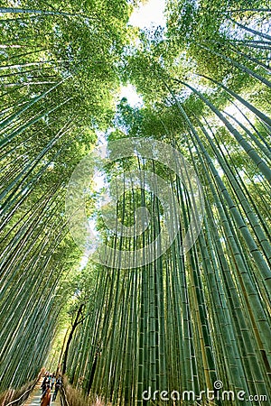 Japan. Kyoto. Arashiyama Bamboo Grove Editorial Stock Photo