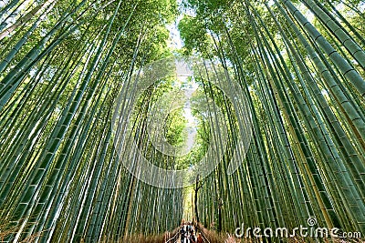 Japan. Kyoto. Arashiyama Bamboo Grove Editorial Stock Photo