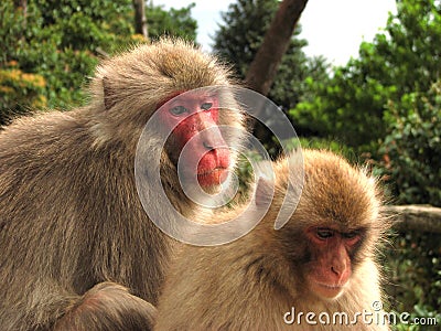 Japan Macaques Stock Photo