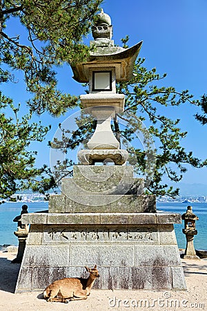 Japan. Miyajima. Hiroshima. A deer at Itsukushima shrine Stock Photo