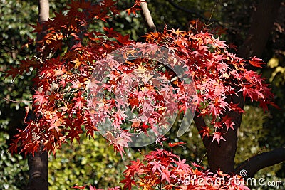 Japan momiji autumn leaves Stock Photo