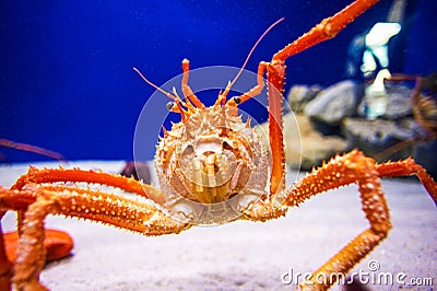 Japan's giant spider crab Stock Photo