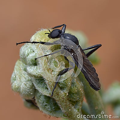 A Japan's MAO mosquitoes Stock Photo