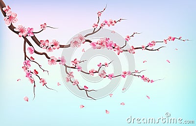 Japan sakura branches with cherry blossom flowers and falling petals isolated on white background vector illustration Vector Illustration