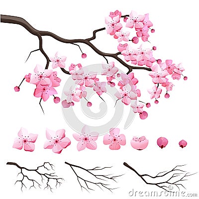 Japan sakura cherry branch with blooming flowers Vector Illustration