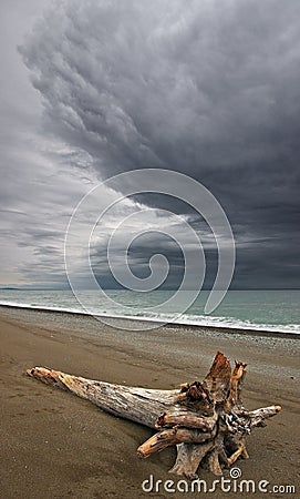 Japan sea. Broken tree 2 Stock Photo