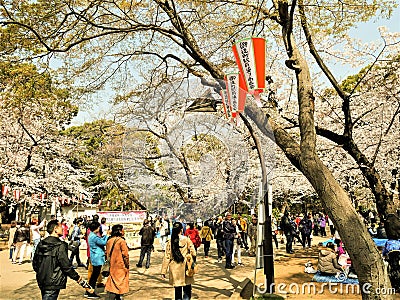 Japan,Tokyo-March 29,2019 Blooming cherry tree of Sakura with flowers in spring. Sakura blossom fullbloom in outdoor park with Editorial Stock Photo