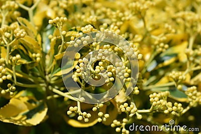 Japanes spindle Stock Photo