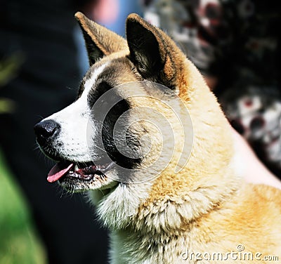 Japanese Akita dog Stock Photo