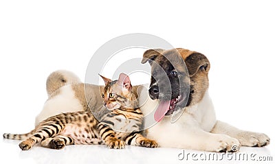 Japanese Akita inu dog and bengal cat together. isolated on white Stock Photo