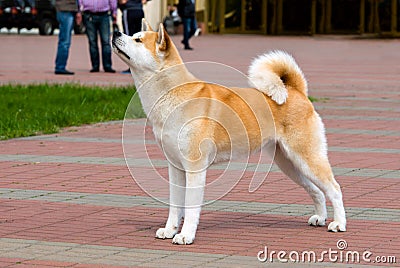 The Japanese Akita Inu profile. Stock Photo