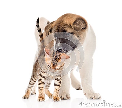 Japanese Akita inu puppy dog kisses small bengal cat. isolated Stock Photo