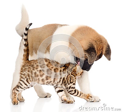 Japanese Akita inu puppy dog playing with small bengal cat. isolated on white Stock Photo