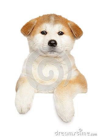 Japanese Akita puppy above banner Stock Photo