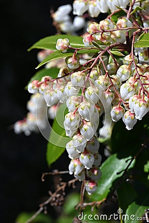 Japanese andromeda flowers. Ericaceae evergreen shrub. Stock Photo