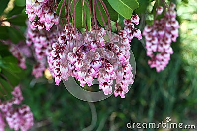 Japanese andromeda flowers. Ericaceae evergreen shrub. Stock Photo