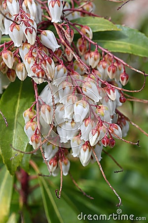 Japanese andromeda flowers. Ericaceae evergreen shrub. Stock Photo