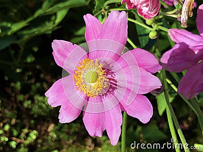 Japanese anemone Anemone hupehensis var. japonica `Pamina`, Chinese anemone, Thimbleweed, Windflower, Hupeh-Anemone Stock Photo