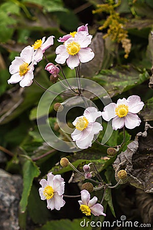 Japanese anemone Anemone hupehensis flower. Pink garden plant in the family Ranunculaceae, aka Chinese anemone, thimbleweed or w Stock Photo