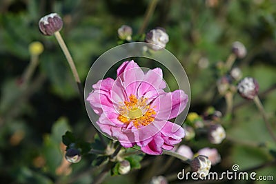 Japanese anemone Koenigin Charlotte Stock Photo