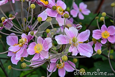 Japanese anemone tomentosa in the garden Stock Photo