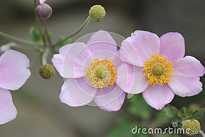 Japanese Anemone - Tomentosa Stock Photo